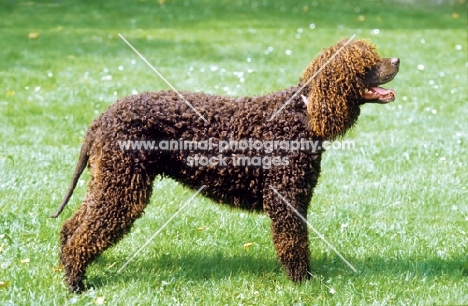 Irish Water Spaniel standing on grass