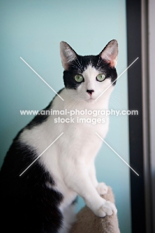 black and white cat standing