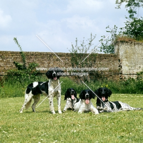 four large munsterlanders lying and one standing on grass