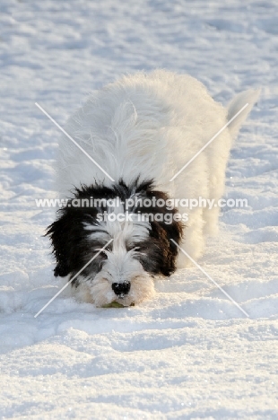 Polish Lowland Sheepdog, (also known as Nizinny)