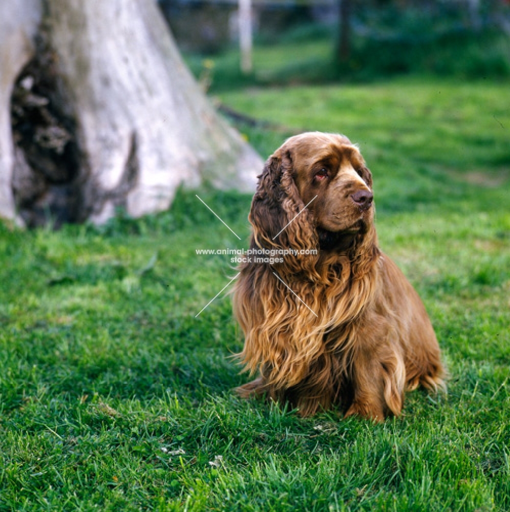 sh ch topjoys sussex harvester sussex spaniel sitting on grass