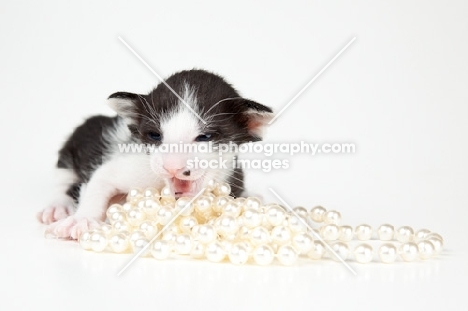 Peterbald kitten 2 weeks old laying on a pearl necklace