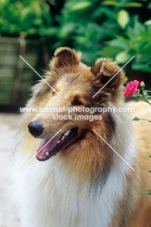 Rough Collie looking cheerful