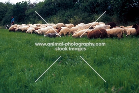 bearded collie shepherding