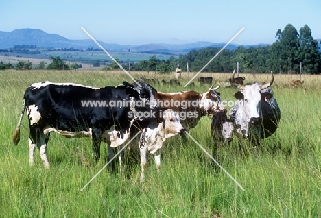 nguni cattle in swaziland