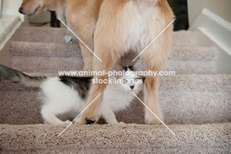 kitten walking underneath dog