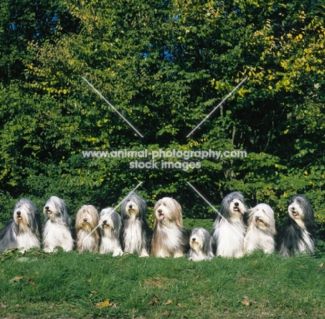 bearded collie group of 10, sitting together