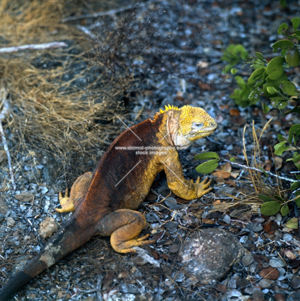land iguana on south plazas island, galapagos islands