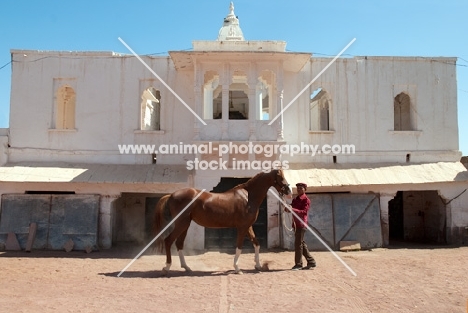 marwari mare at Rohet Garh, winner in the Chetri Marwari horse show