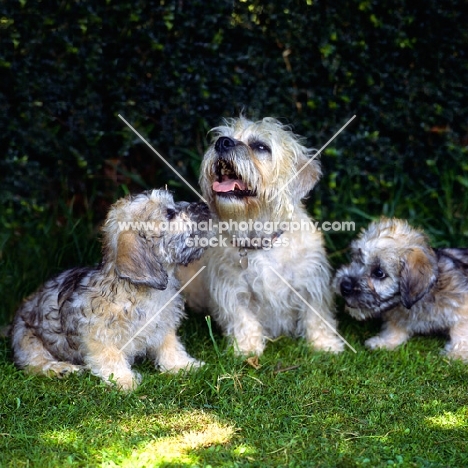 dandie dinmont bitch and two puppies sitting together