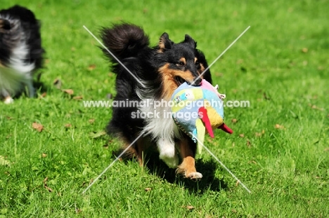 Shetland Sheepdog with toy