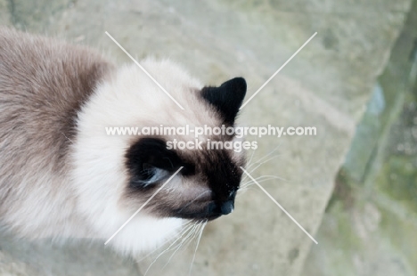 Ragdoll top view