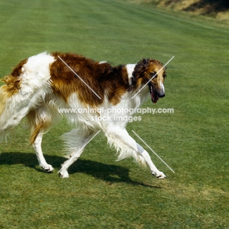 borzoi walking on grass