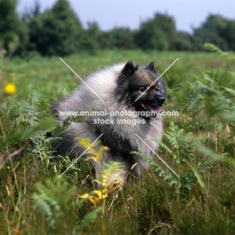 ch neradmik jupiter,  keeshond in heathland