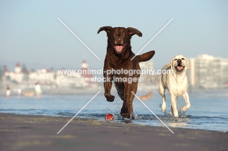 chocolate and cream Labrador Retriever having fun on beach