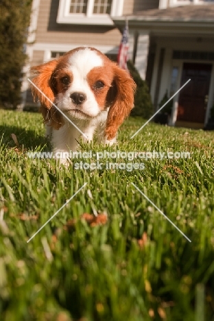 cute Cavalier King Charles Spaniel puppy, walking from home