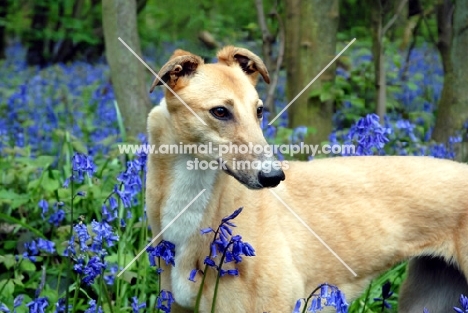fawn ex-racing greyhound, all photographer's profit from this image go to greyhound charities and rescue organisations