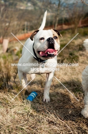 American Bulldog