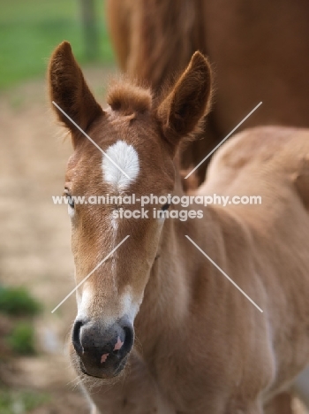 Suffolk Punch foal