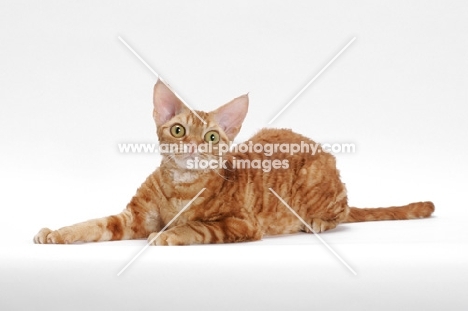 Devon Rex on white background, full body lying down