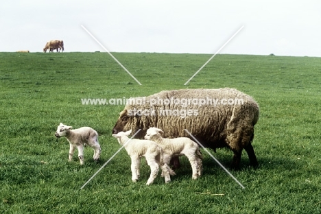 three newborn lambs mixed breed, with ewe