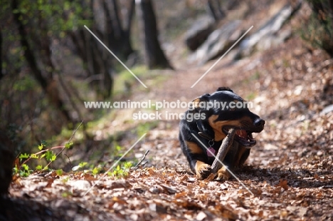 black and tan dog chewing on a stick while resting on a path in a beautiful forest