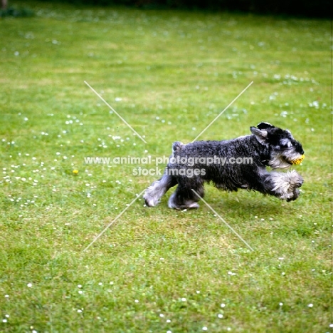 miniature schnauzer retrieving