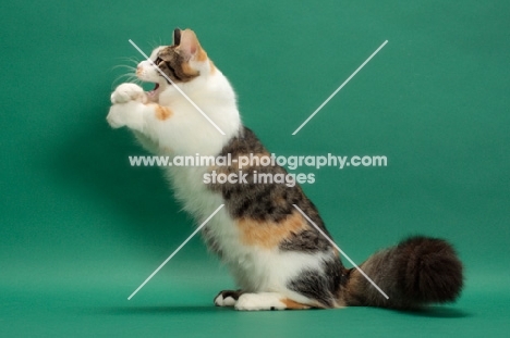 Brown Classic Torbie & White Munchkin on hind legs