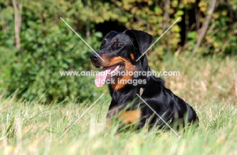 Beauceron lying on grass