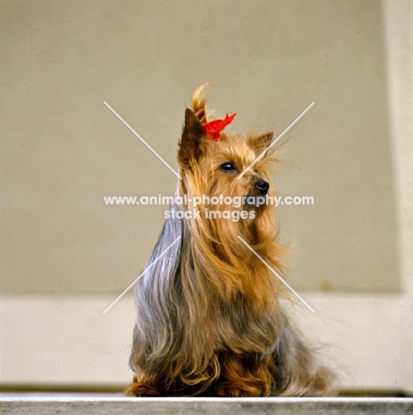 one yorkie sitting