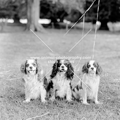 three cavalier king charles spaniels