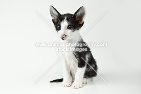 Peterbald kitten 5 weeks old, looking alert