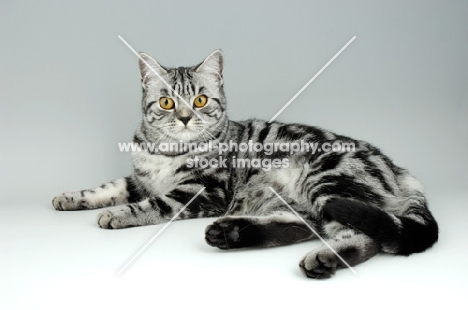 silver tabby british shorthair cat lying on grey background
