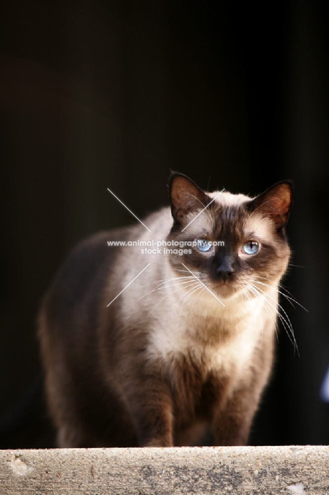 siamese cat standing looking at camera