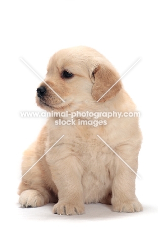 Golden Retriever puppy sitting down