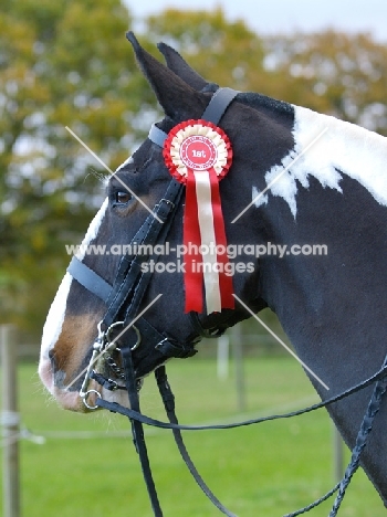 Con wearing rosette