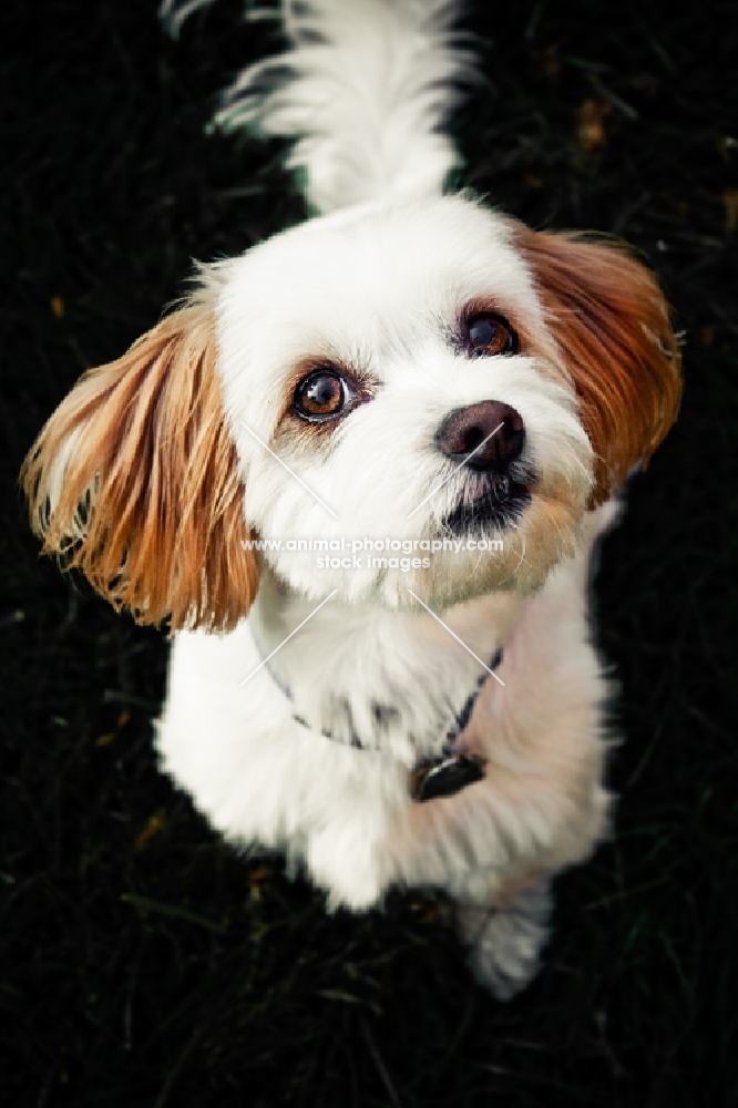 Maltese cross looking up at camera