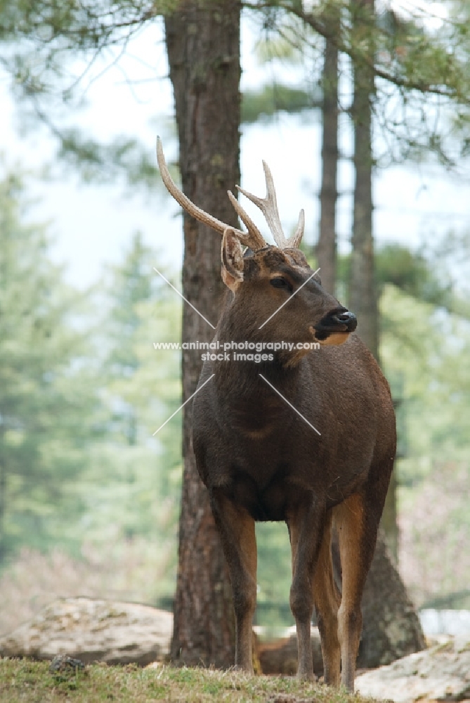 male Sambar deer with antlers in Bhutan