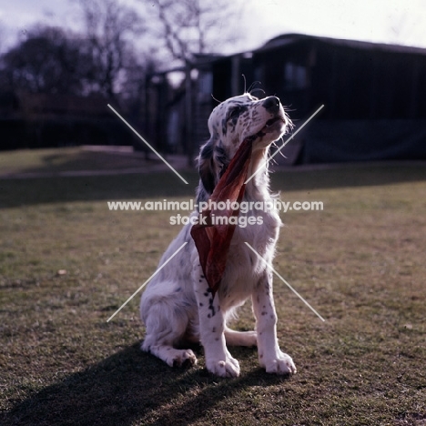 english setter puppy chewing a piece of cloth