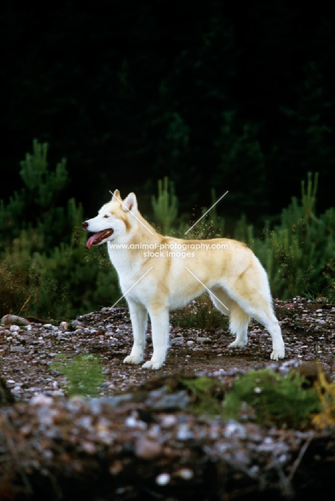 ch forstal's noushka, siberian husky standing on a track