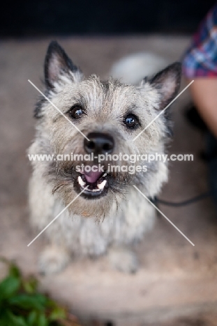 Cairn terrier on cement step with mouth open, looking up at camera.
