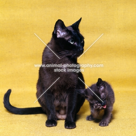 brown burmese cat sitting with her kitten who is washing its face