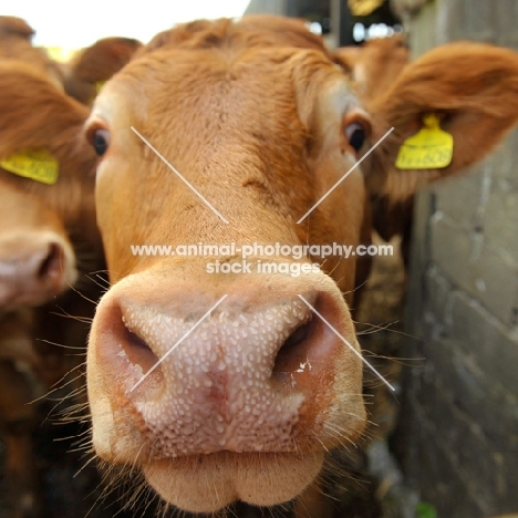 Limousin close up