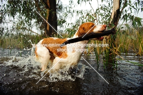 Brittany spaniel retrieving branch