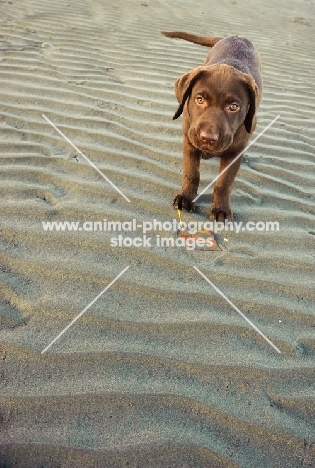 chocolate Labrador puppy standing on beach