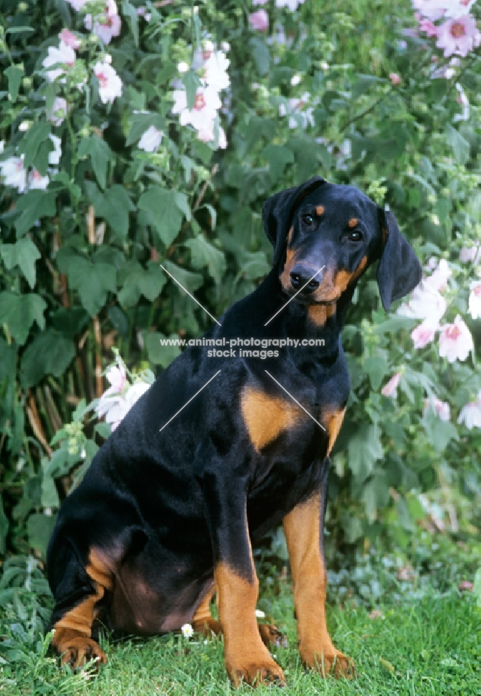 dobermann puppy sitting by flowers