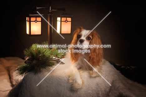 cavalier king charles spaniel with christmas scene