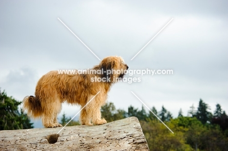 Briard standing on log