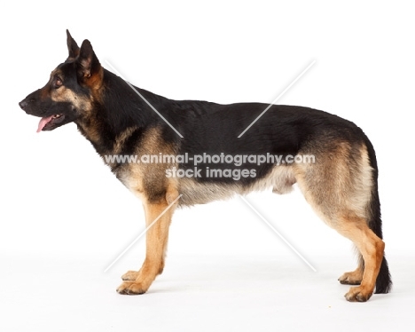 German Shepherd Dog