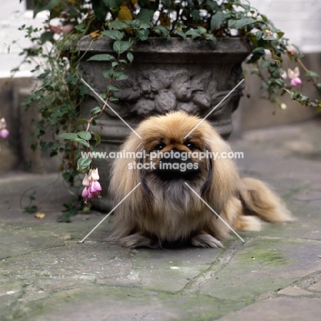 pekingese looking at camera